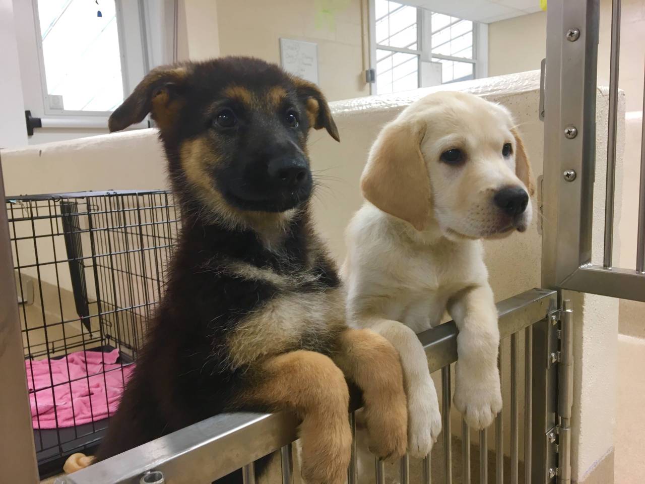 Got to hang with these two future guide dogs yesterday (Source: http://ift.tt/2cvHTQY)