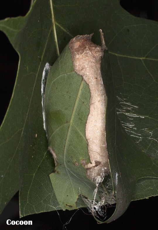 cocoon of the Polyphemus moth