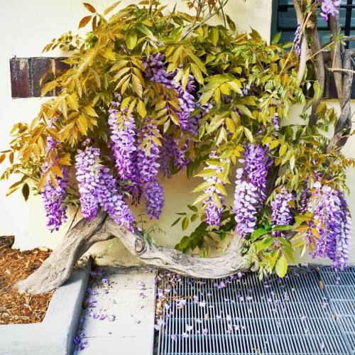 Thursday mood: feeling it #sunshineday ☀️ #purple #wisteria 