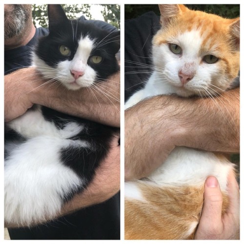 <p>Happy #caturday from Buster and Gretsch with a cameo by a guy who has been know to say he doesn’t like cats. 🤔 #Buster #Gretsch #blackandwhitecat #orangeandwhitecat #catland (at Fiddlestar)</p>
