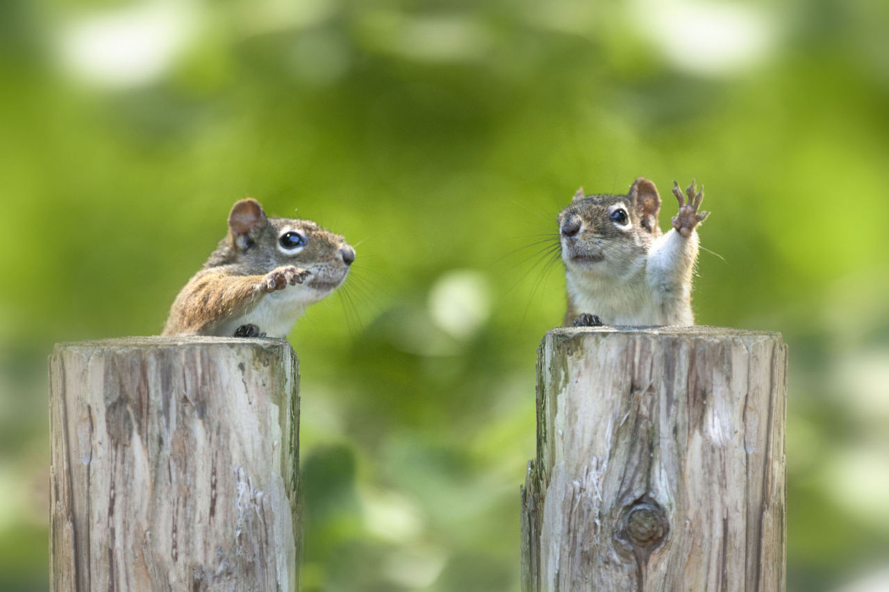 Two squirrels that look like debating politicians (Source: http://ift.tt/29vXrzp)