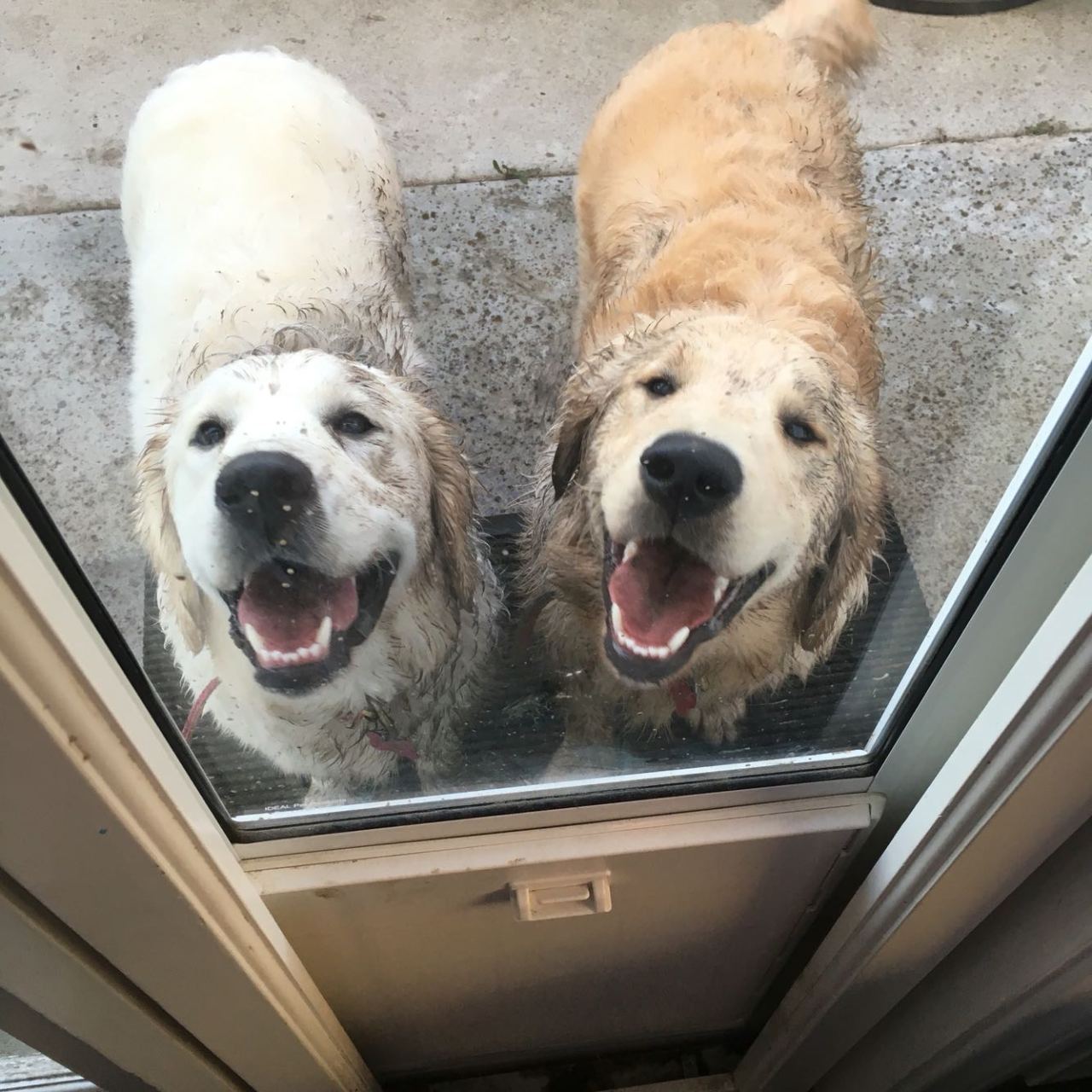 Just gave these two assholes a bath… (Source: http://ift.tt/1XbvMcs)