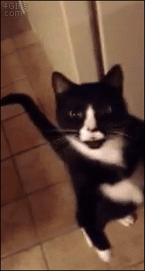 When I notice a bunch of reporters going near a computer in the newsroom.
gif via themostcuteanimals