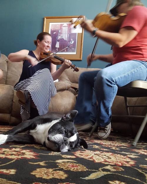 <p>Staff concert. #fiddle #fiddlestarcamp #sirwinstoncup #bostonterrier #flatnosedogsociety (at Fiddlestar)</p>