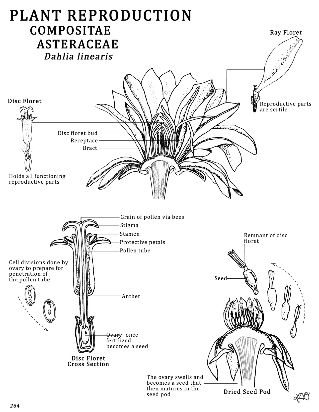 tumblr themes yahoo Botanical Dahlia L.T. Studies The Designs All flower â€¢