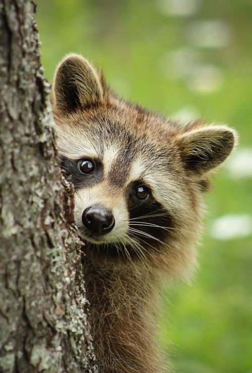 Raccoon by © Brittany Crossman