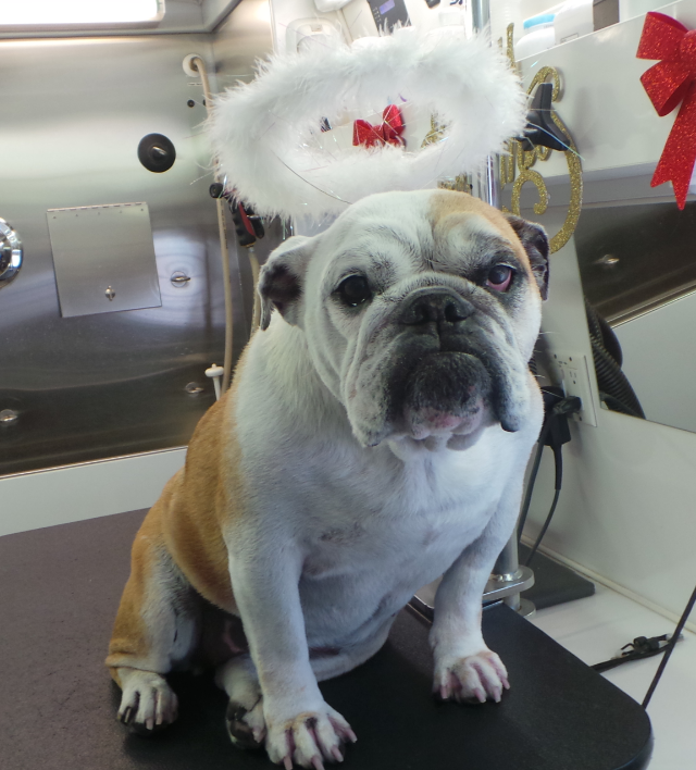 <p>BARK the Herald Angels sing!</p>