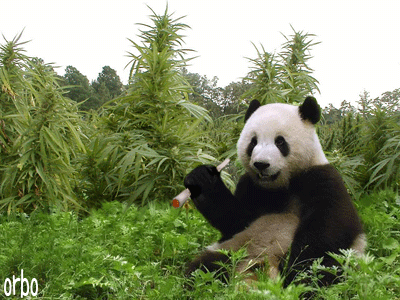 tumblr_miby0iPZD01rjlj53o1_400.gif