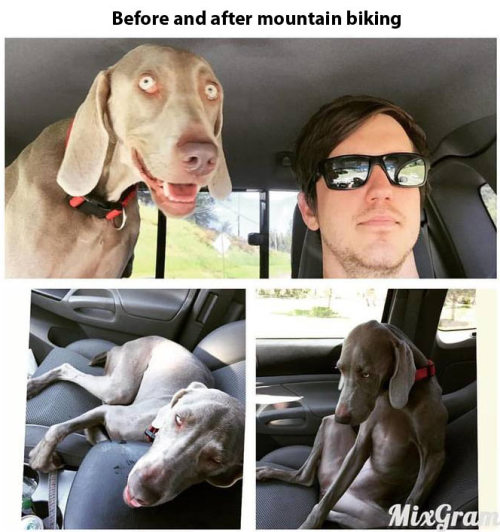 pleatedjeans: via I’m just impressed that dog can ride a... tumblr o6lv6w6A9F1qzcv7no1 500 pleatedjeans: via I’m just impressed that dog can ride a...