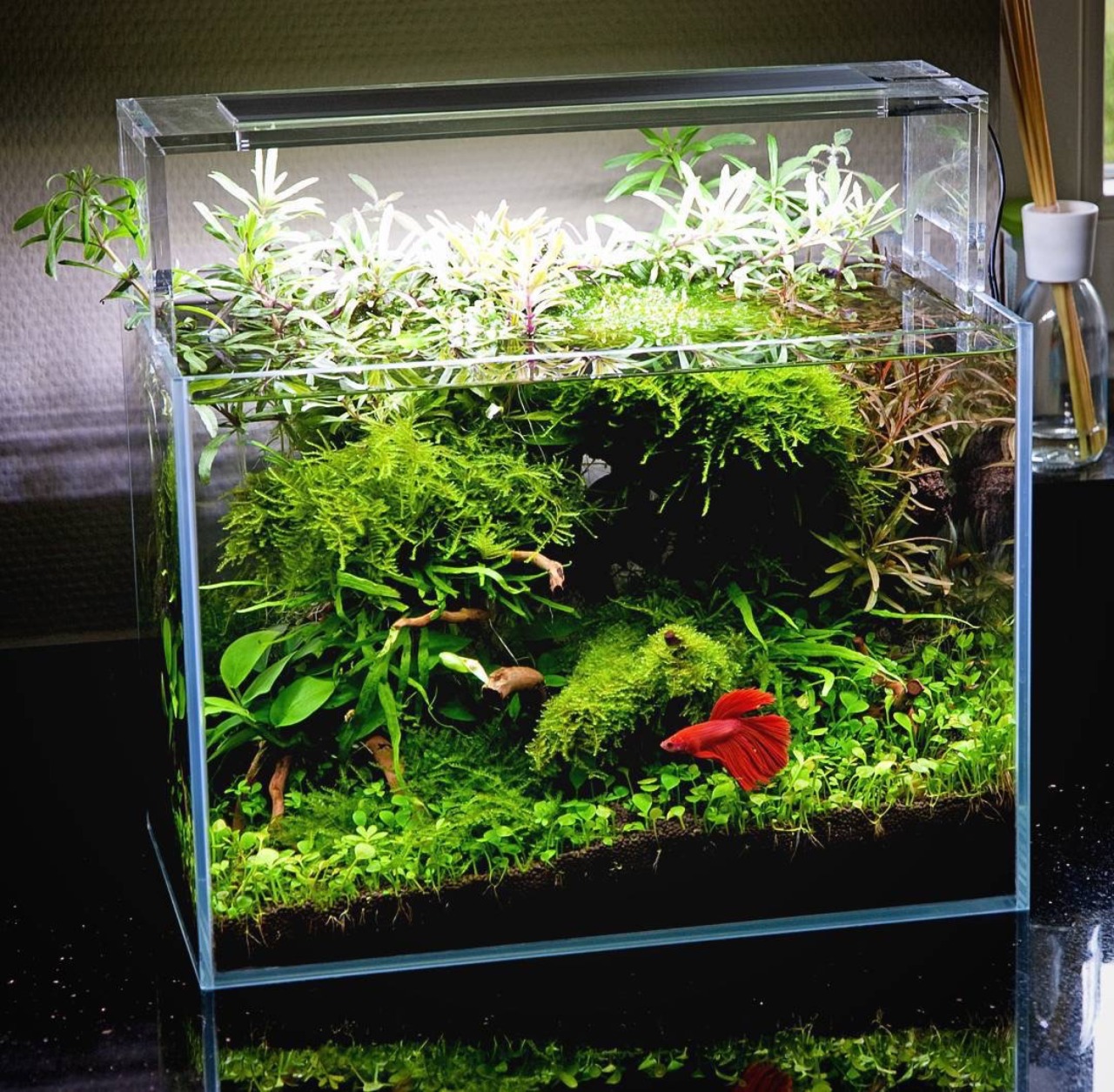 AQ*44 — Beautiful planted tank for a Betta with simple...