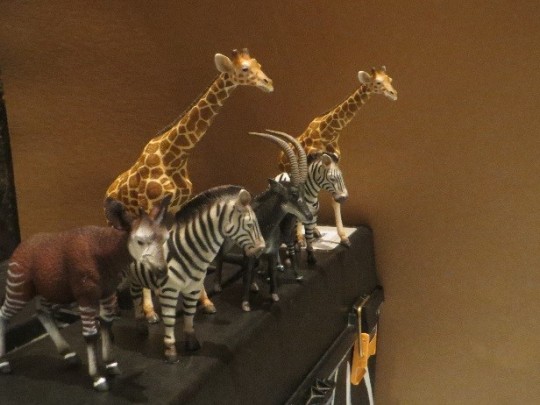 Savannah animal models