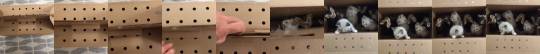 shehaslostcontrolagain:  retrogradeworks:  callmebliss:  despicableplankton:  radioactiveferret56:  It’s the best box in the world  The only unboxing video that matters.  ::soft gasp:: a fresh shipment of squeakers!  WHAT’S IN THE BOooAAAAAAWWWWWW
