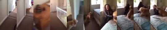 weloveshortvideos:  dog smells her owner’s scent in the house