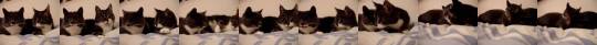 babyanimalgifs:  2 cats just talking for your dashboard… enjoy   Always reblog ❤