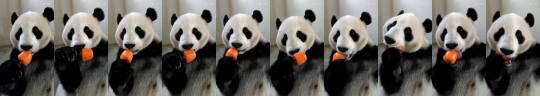 squidkneee:  mysarcasmislostonyou:  gaystation-4:  are you fucking kidding me?!  Please watch this bear eat an ice pop   unreal