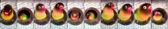 birbinc:  akira-birds:  Tecco inside his coconut shell. Tecco in a (coco)nutshell.  Side note: nope, the coconut isn’t too small to him, he is just a fluff ball. And yeah, he loves his coconut shell, he sleeps inside it.  I need to buy or do myself