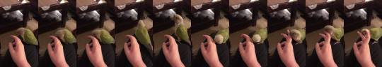 thehotgirlproject:  cinnamonbirbs:  When birb has to beg for scritches  GIVE SCRITCH!@ 