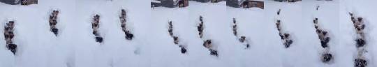 camouflagequeen:  southernsideofme:  Pugs in the snow  @mossyoakmaster   Daww pug train