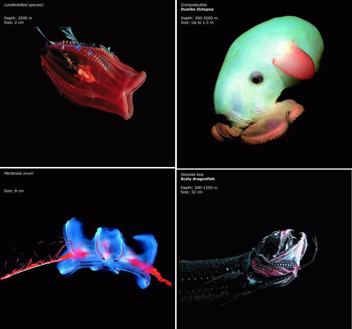 impermeable., creatures from the deepest parts of the ... impermeable., creatures from the deepest parts of the ...