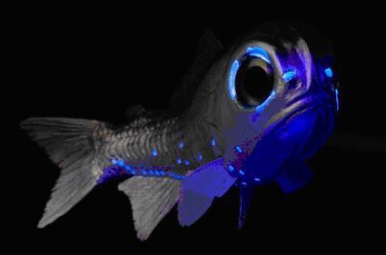 Resultado de imagen de pez linterna