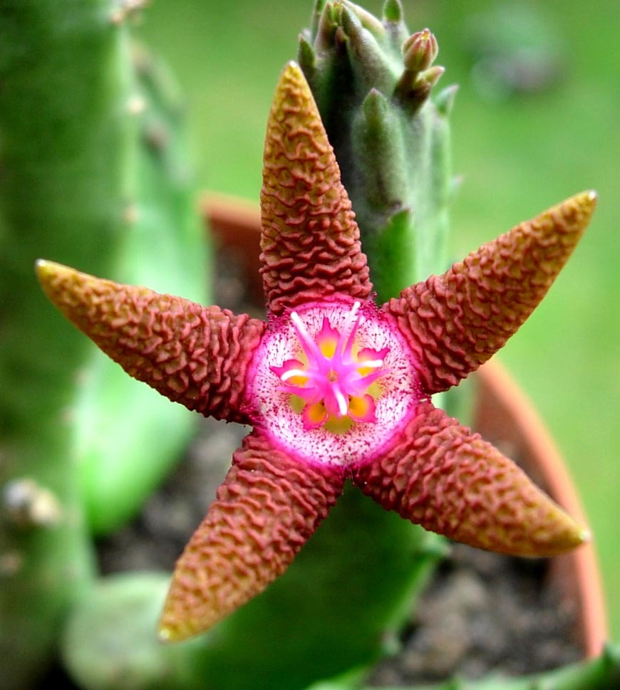 Resultado de imagen para cactus con flores bellas imagenes