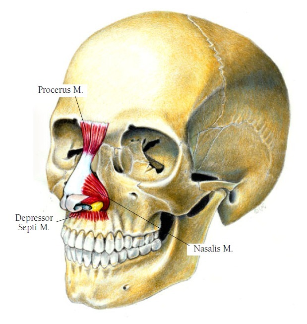 Corrugator supercilii