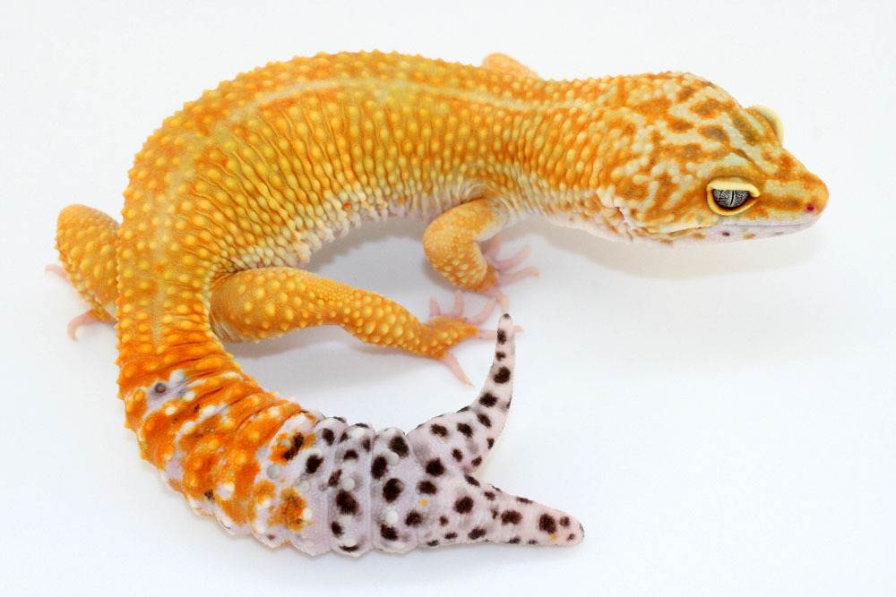 tangerine color morph gecko