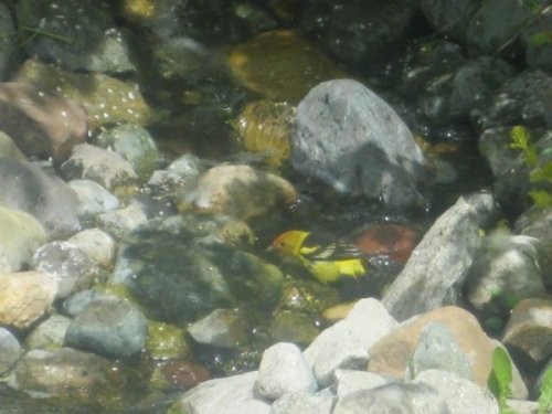 tumblr photo