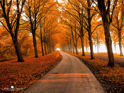 mùa thu lá vàng khi đi du lịch châu âu autumn