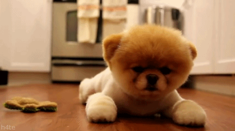 Resultado de imagen para perros tumblr gif