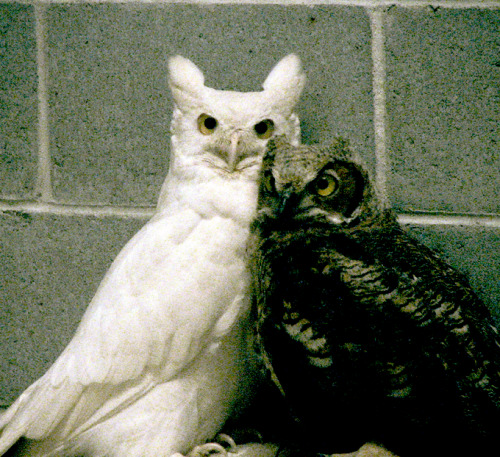 The Albino White Barred Owl of Hunters Park