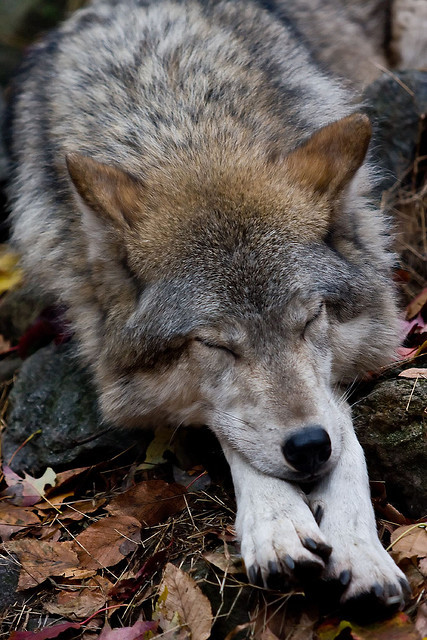 paomama:
“ Sleepy Time by C. Young Photography
”
