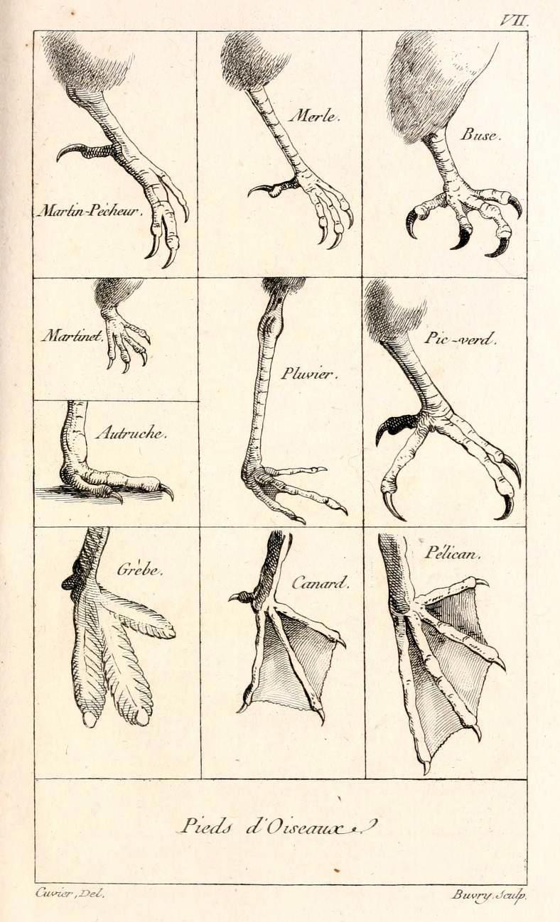 Biomedical Ephemera, or: A Frog for Your Boils — Pieds d'Oiseaux - The