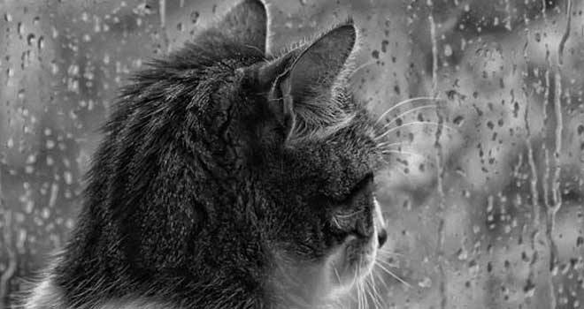 Cat in the rain essay