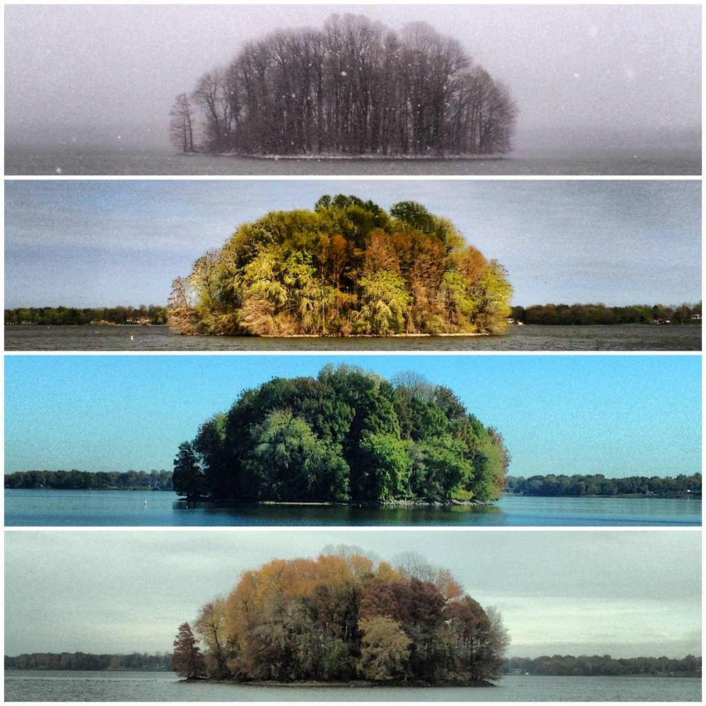 A small, year long project I worked on. The four seasons of The Bush. [Lake Springfield, IL][2011-12][1920x1920][OC]
<a href=