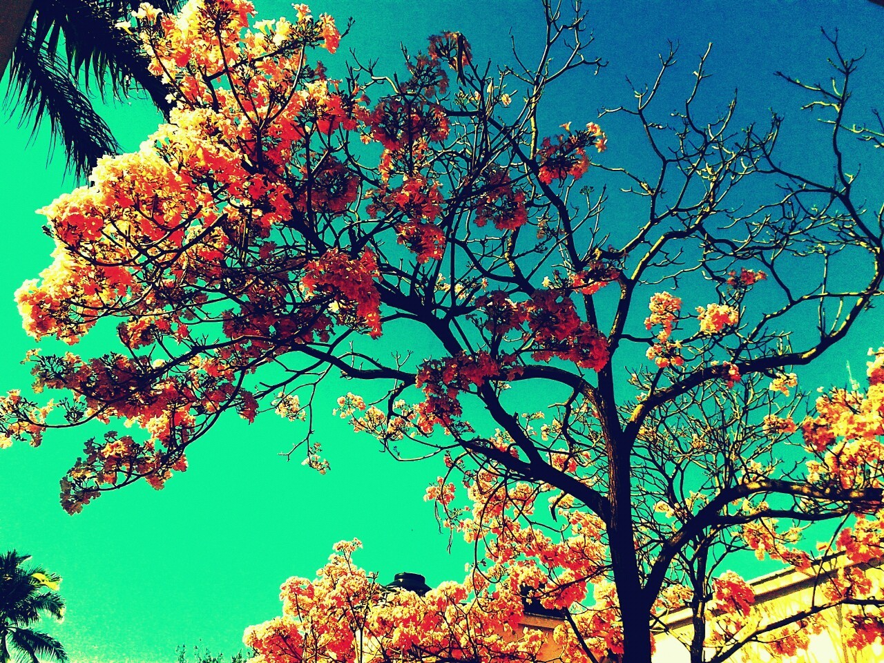 Resultado de imagen para arbol tumblr