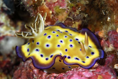 sanctusapparatus:I love sea slugs