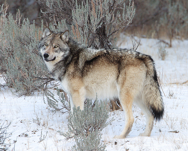 Stop Killing Wolves! — wolves-throne-blog: Yellowstone Wolf || By Doug...