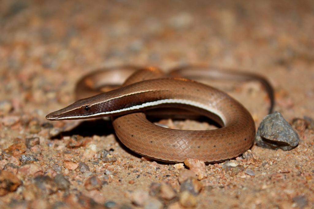 Reptile Facts Astronomy to zoology Burton s Legless Lizard 