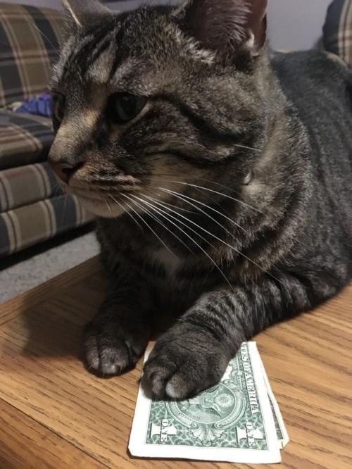 catsuggest:Saev moniez u get frum hoomin to buy lot of treets