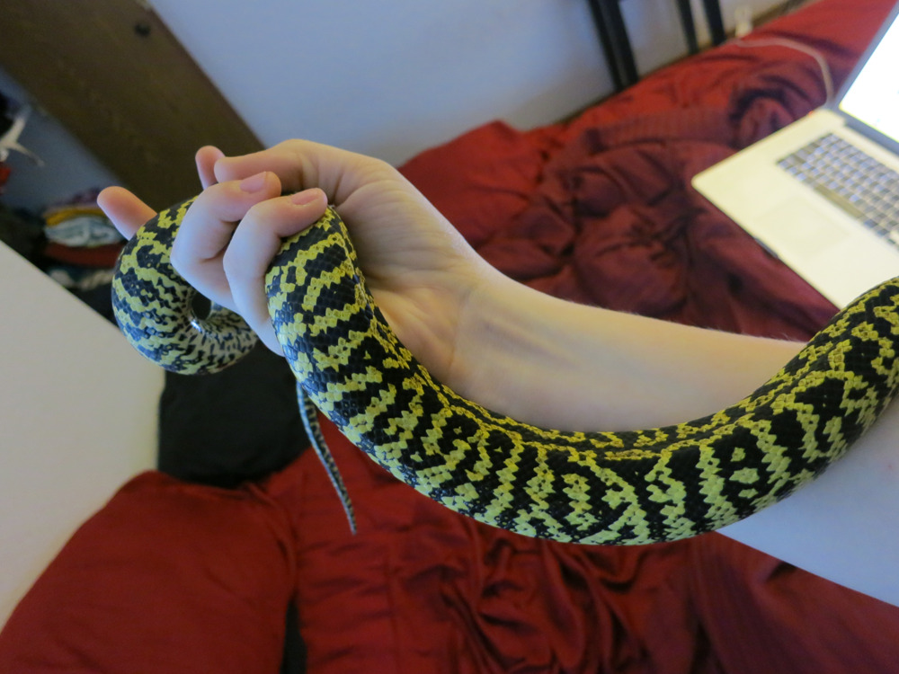 Meet Ben! My new Jungle Carpet Python. : r/snakes