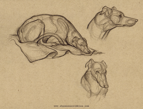 shannonscribbles