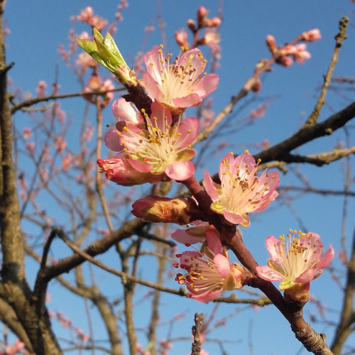 2bee:Peach Blossom 1/5