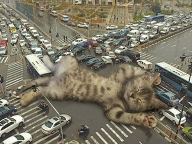 Kagayaku Seiza — kittehkats: What If Giant Cats Lived ...