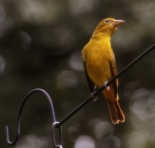 Golden Finch https://ift.tt/2xV1ymy - Follow me...