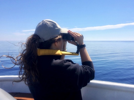 Searching for whales in the Mediterranean Sea