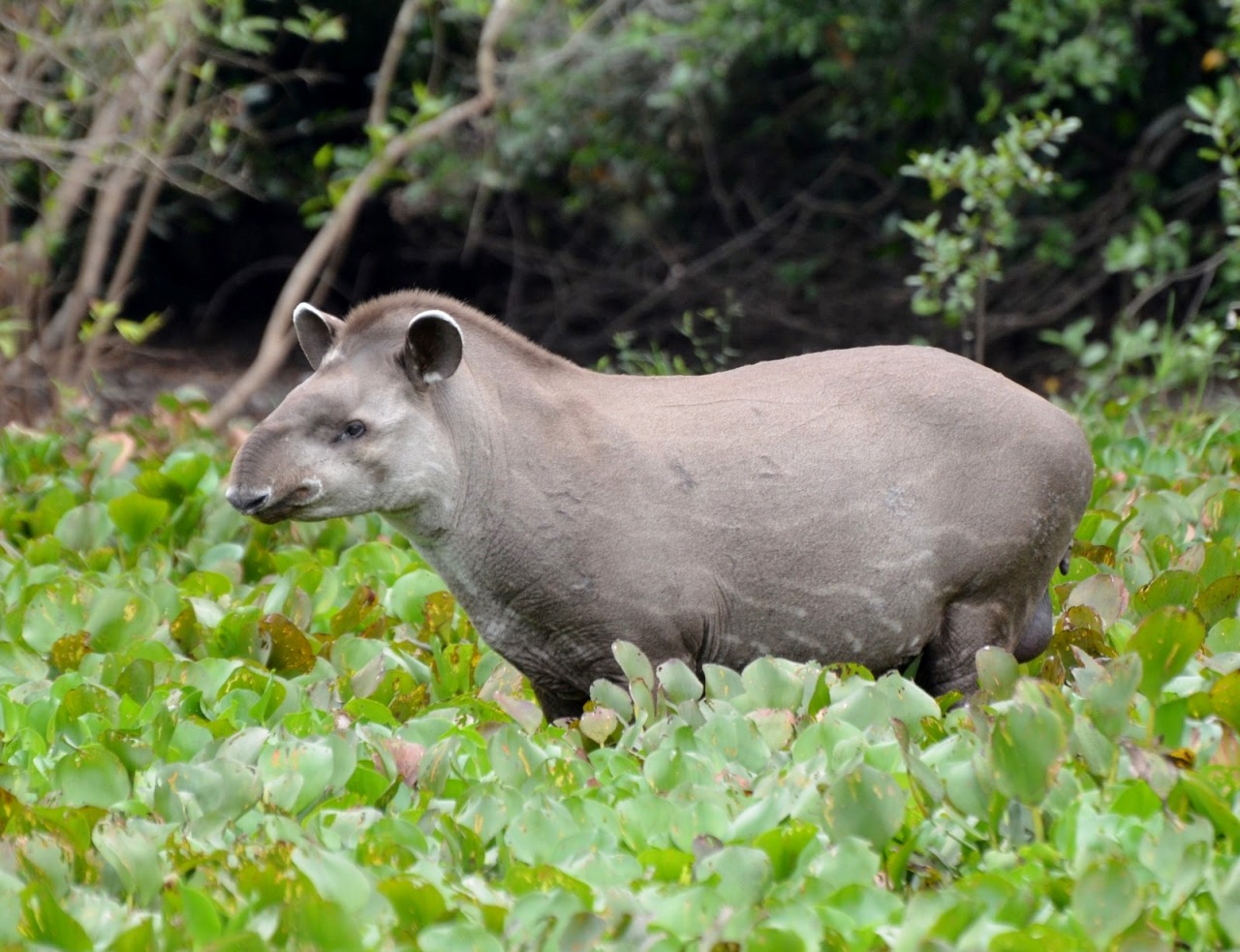 THUNDERSTRUCK!!! — wapiti3: The South American tapir (Tapirus...