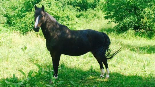 CAV Rassen die Leser reiten Leserfotos Kathrin Makovich