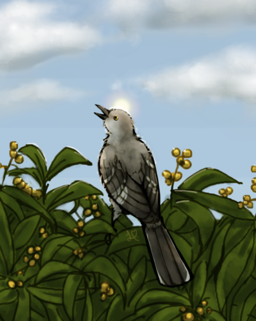 foggyfenmonster:BIRDTOBERDAY 2: Northern Mockingbird (Mimus...