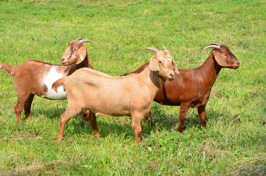 don-t-get-bit-the-kiko-is-a-breed-of-meat-goat-from-new-zealand